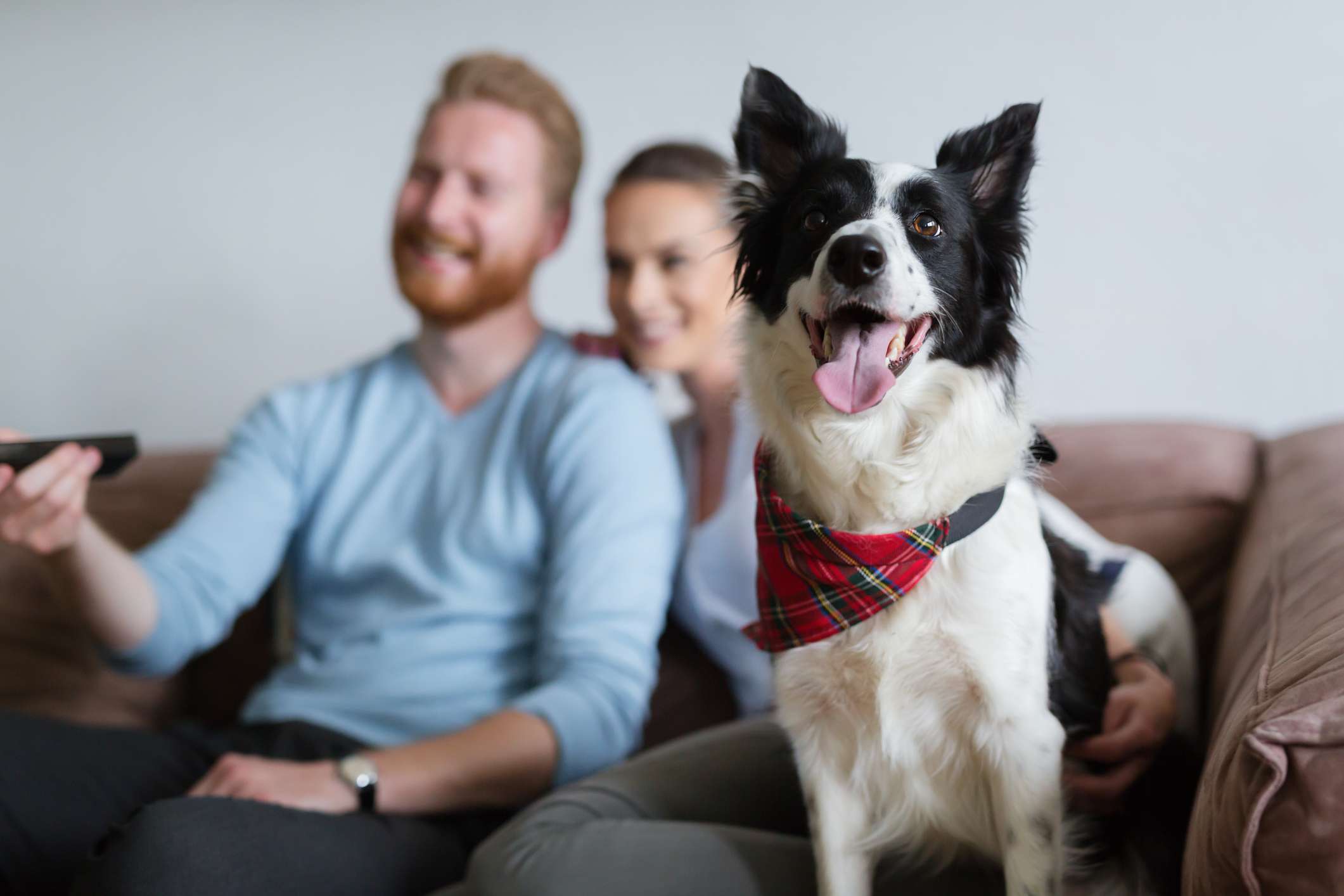 Pet friendly apartment living at Via Ventura Apartments